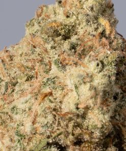 Jack Herer2
