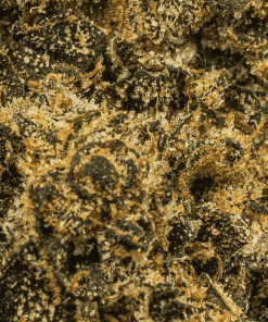 blackout og cannabis indica 4