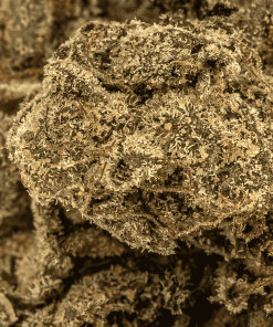 gasolina cannabis indica 4