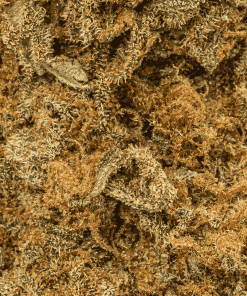 guava bomba cannabis indica 4